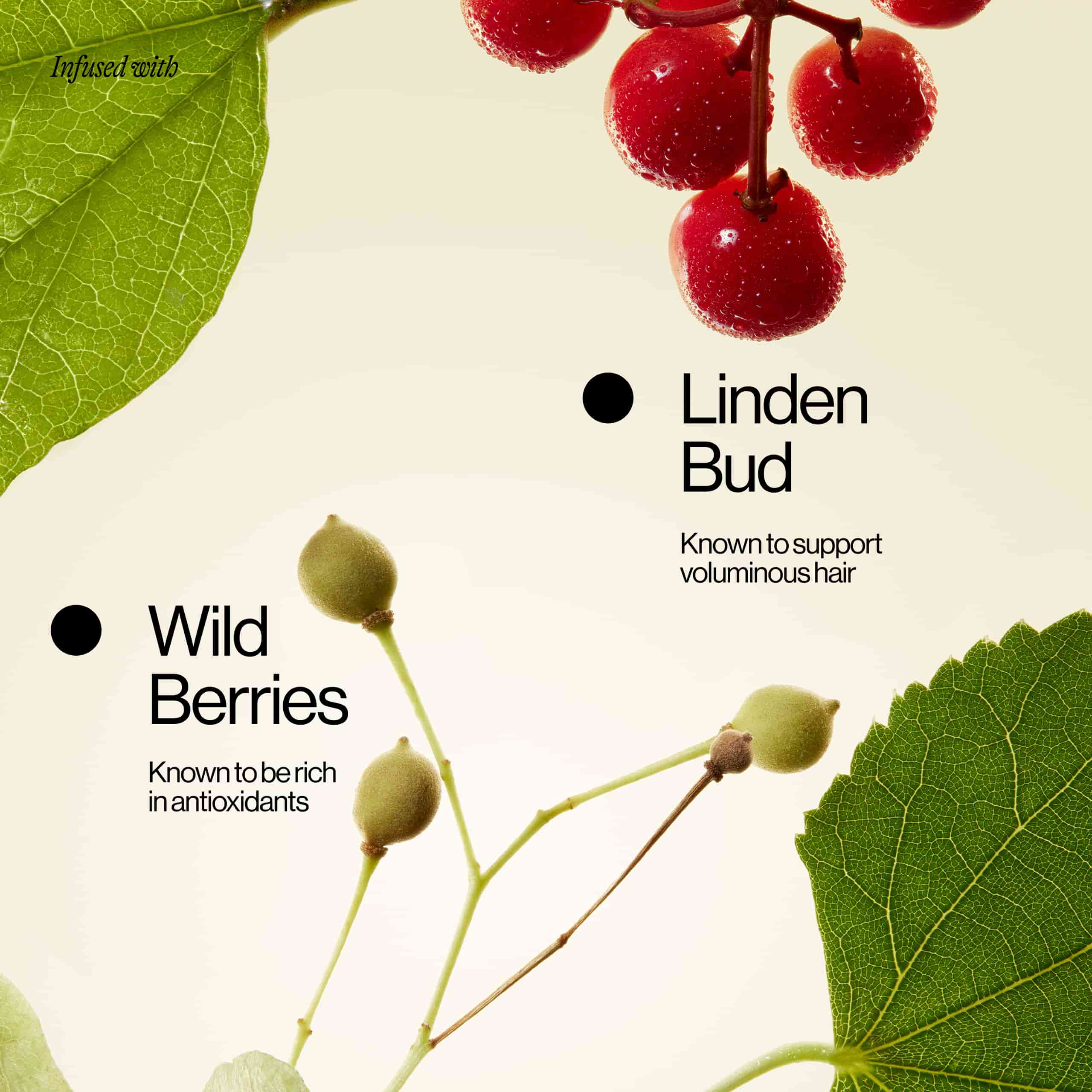 Linden Bud and Wild Berries Ingredient