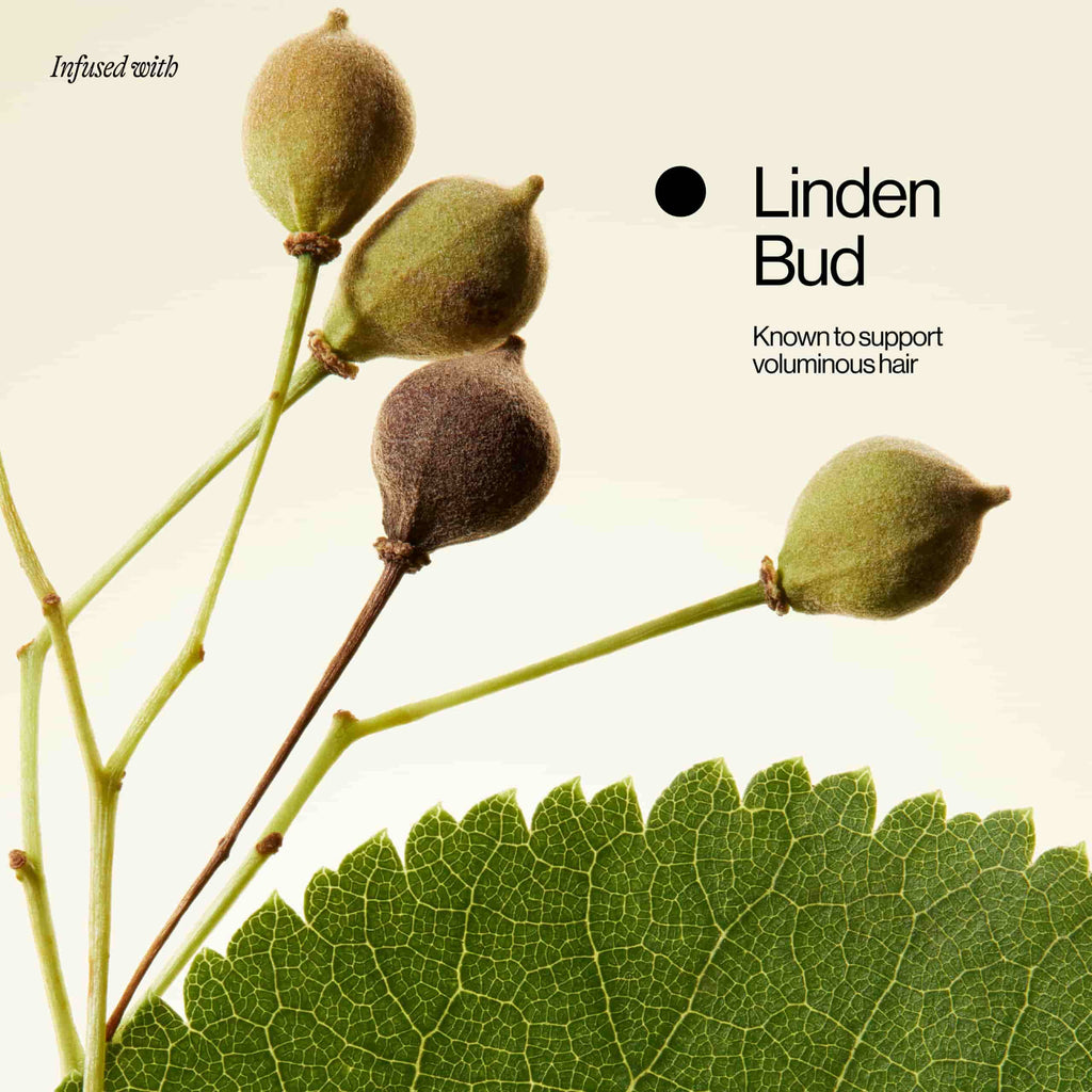 Linden Bud Ingredient