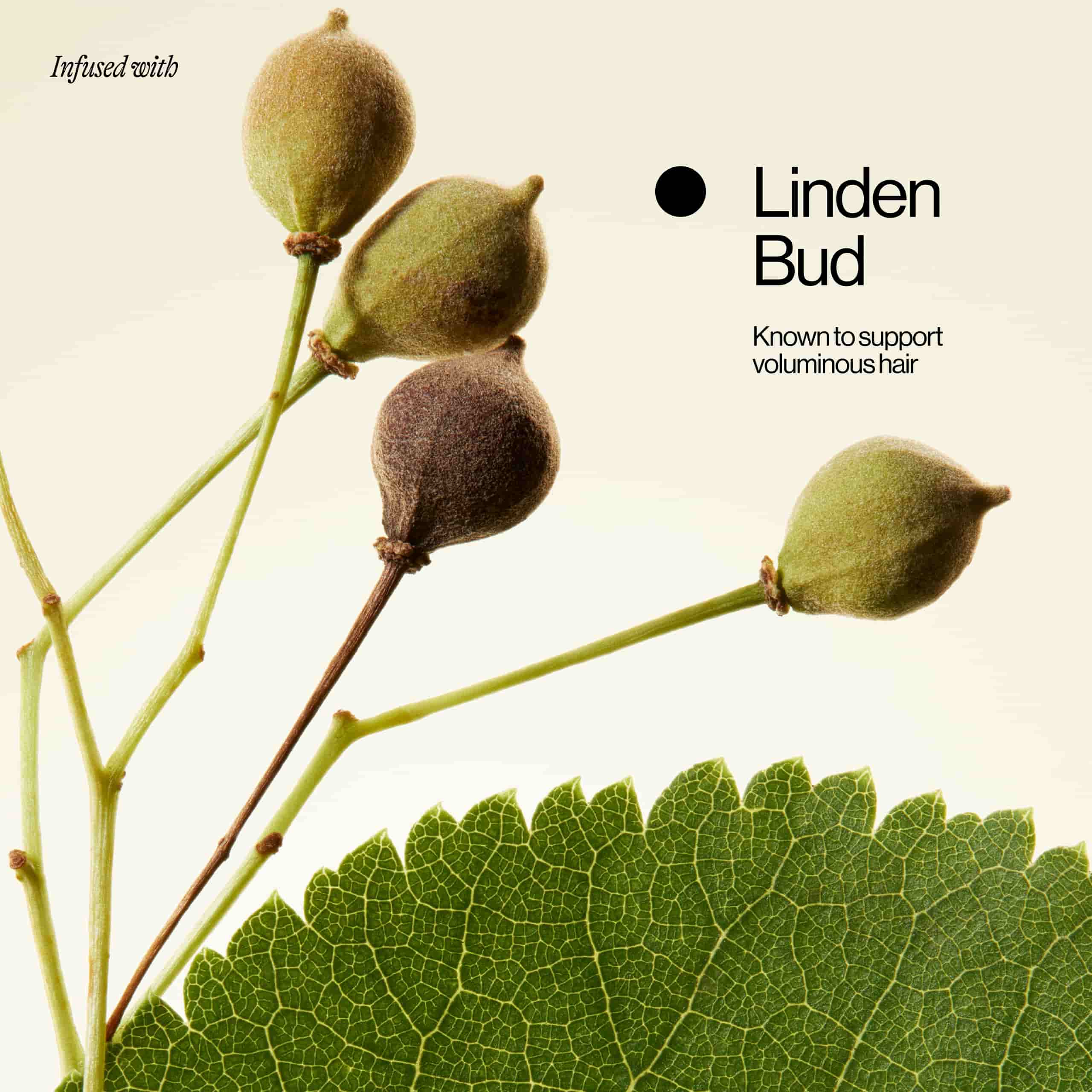 Linden Bud Ingredient